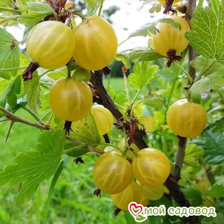 Крыжовник Алтайский номерной