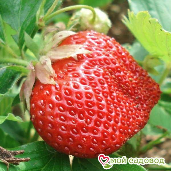 Клубника Оттава