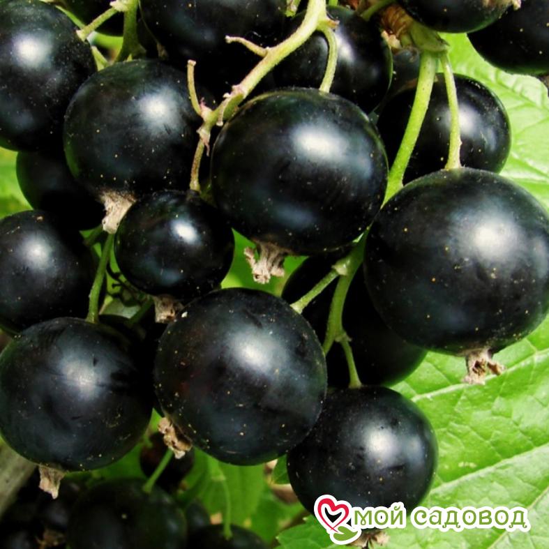 Черная смородина Пигмей