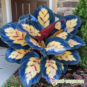 Хоста Вудлен Роуз